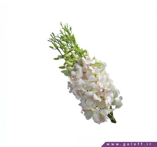 گل ولنتاین - گل ارکیده دندروبیوم شوگروایت - Dendrobium Orchids | گل آف